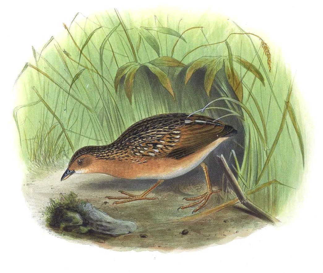 Ocellated Crake