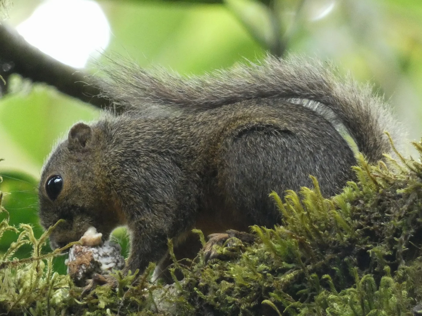 Ardilla enana occidental