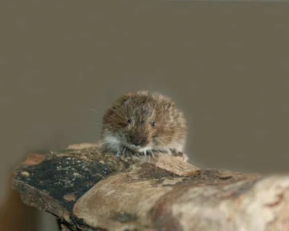 Tatra Pine Vole