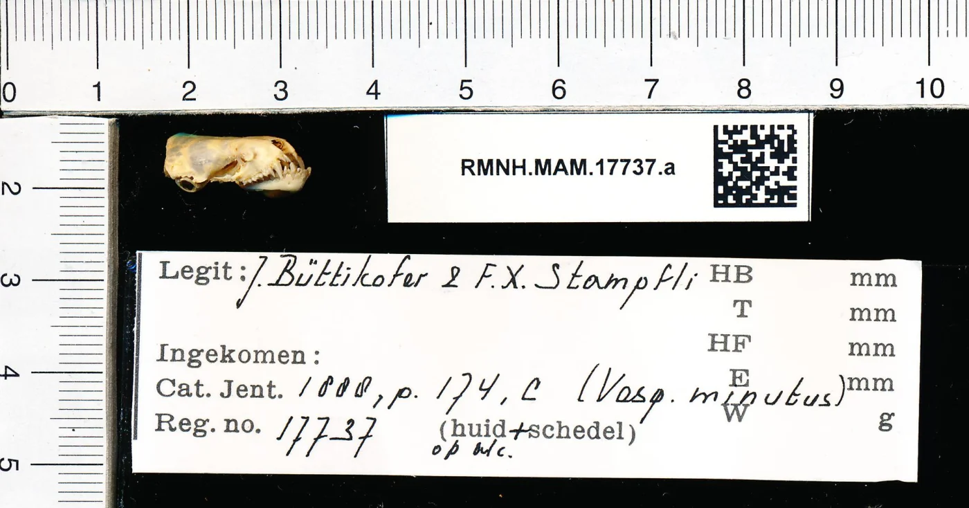 Moloney's Flat-Headed Vesper Bat