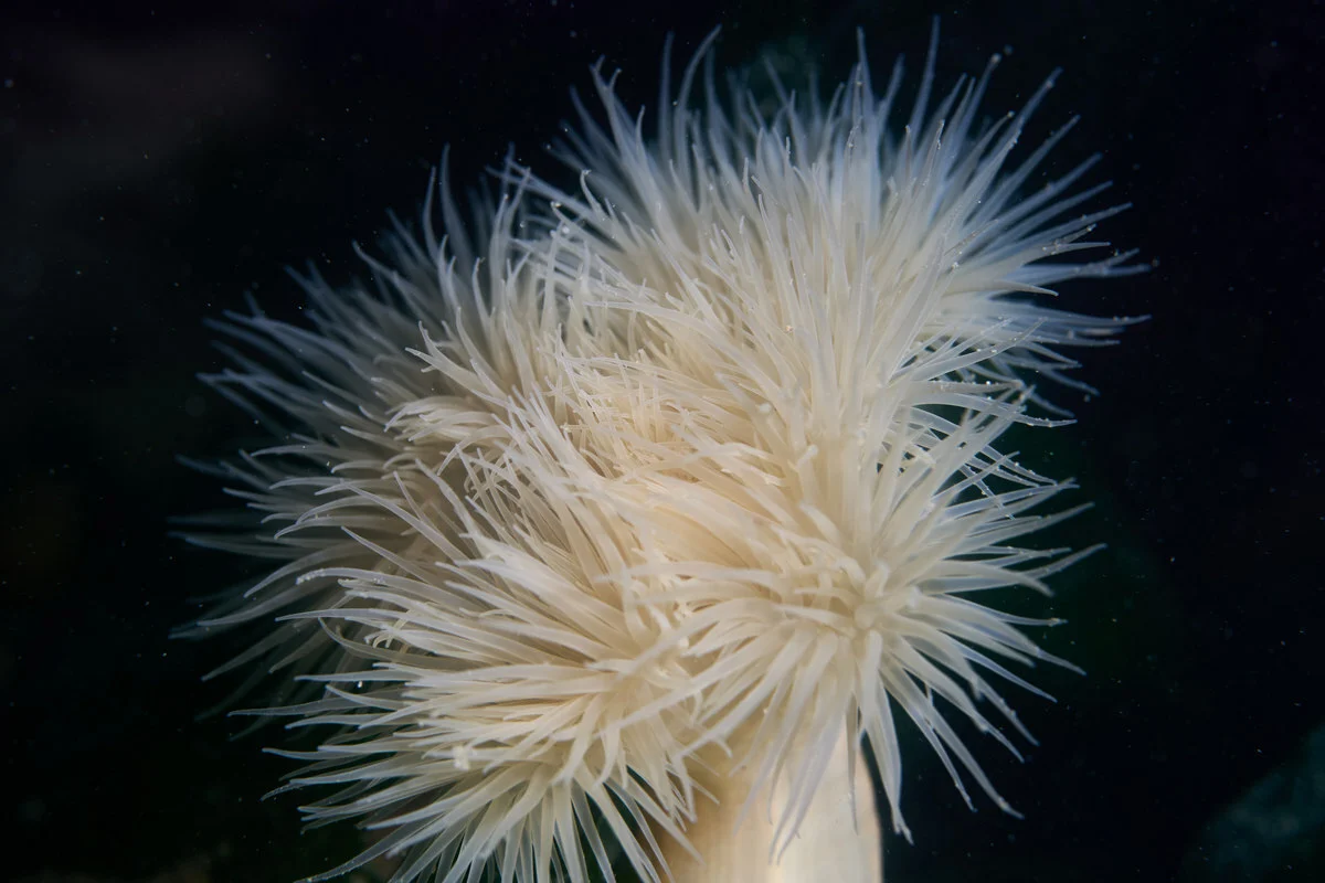 Mimetridium cryptum