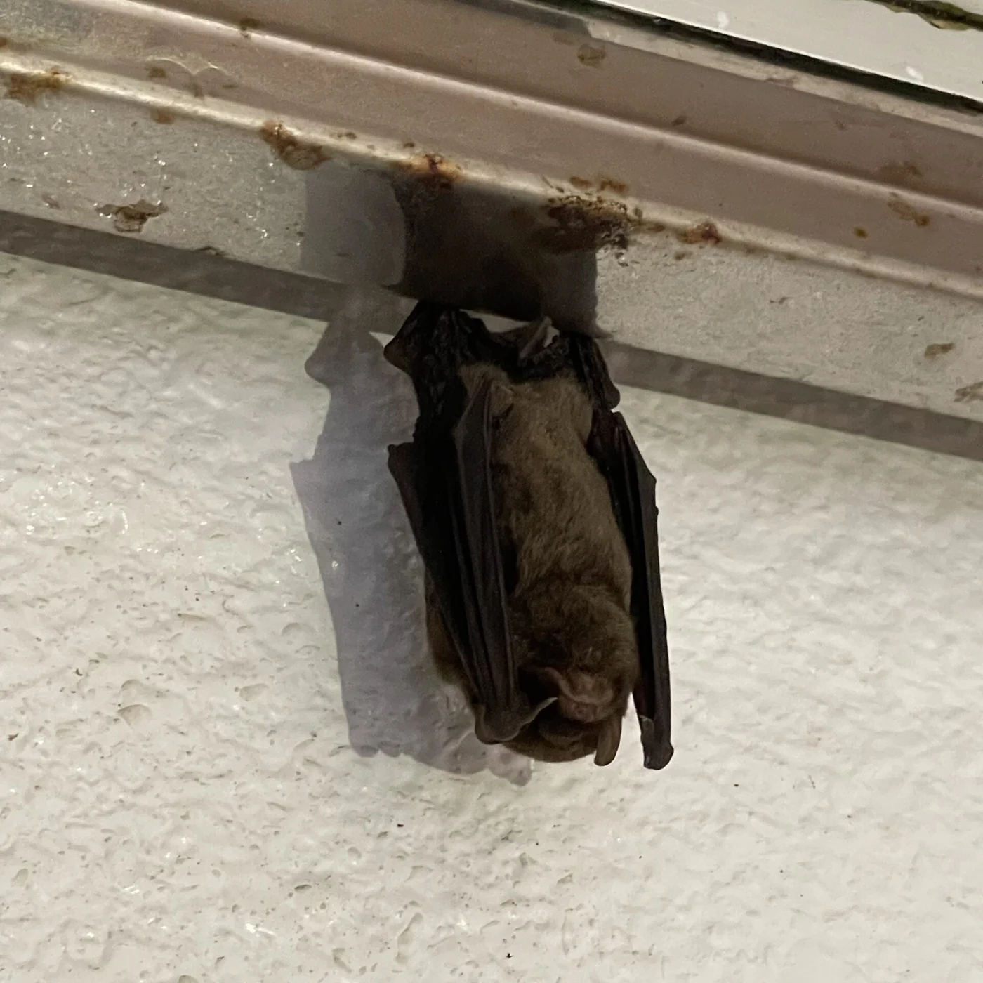 Japanese Long-fingered Bat