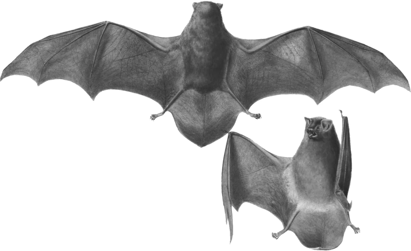 Loyalty Bent-winged Bat