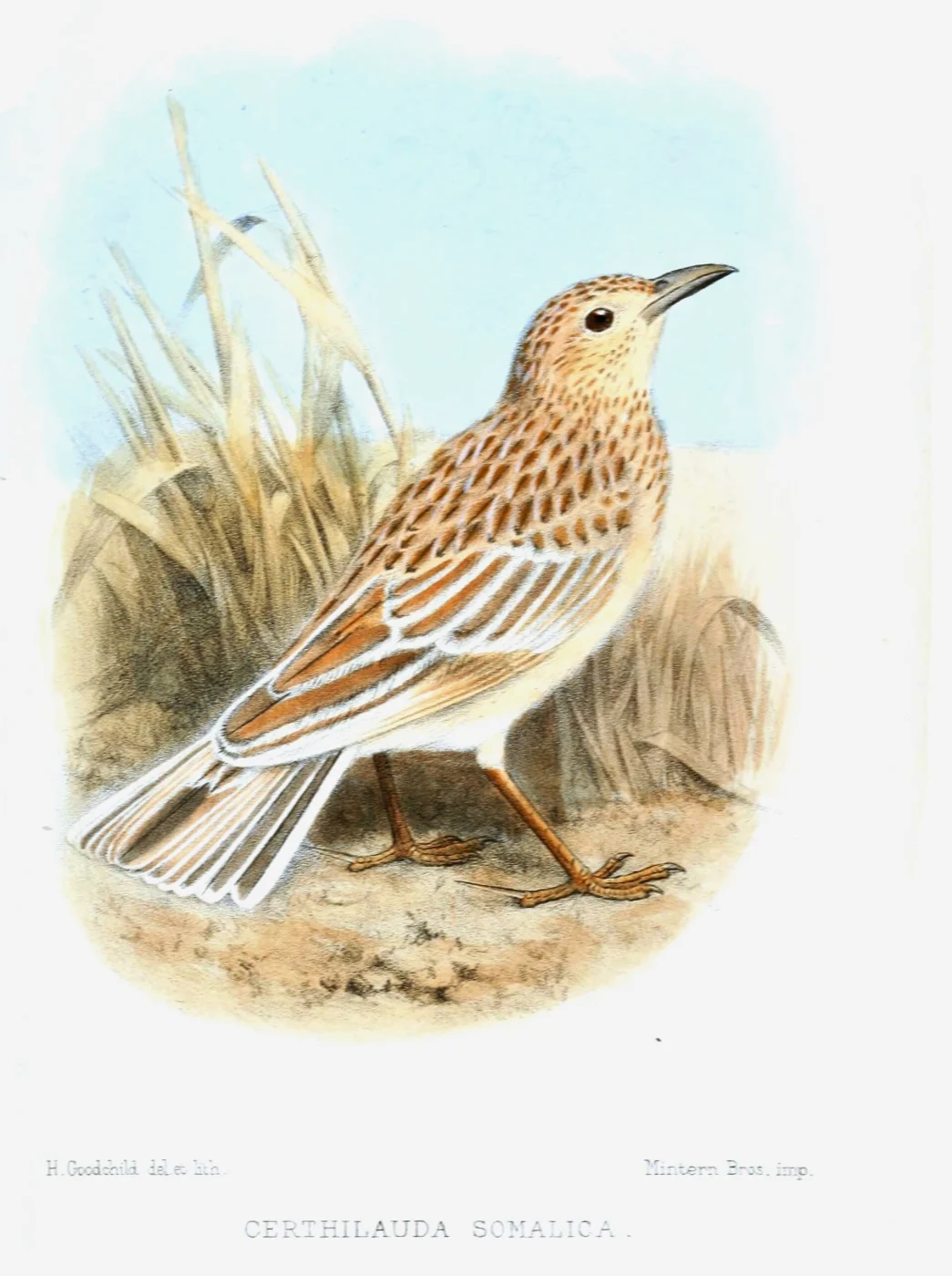 Ash's Lark