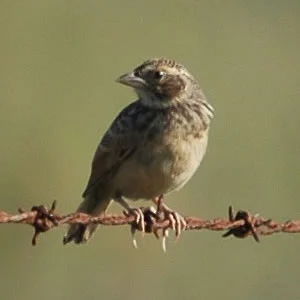 Australasian Bushlark