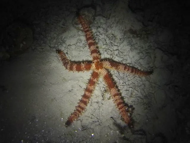Nail Sea Star