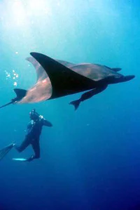Giant Oceanic Manta Ray
