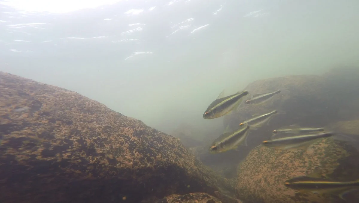 xingu black neon tetra