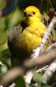 Mōhua (Yellowhead)