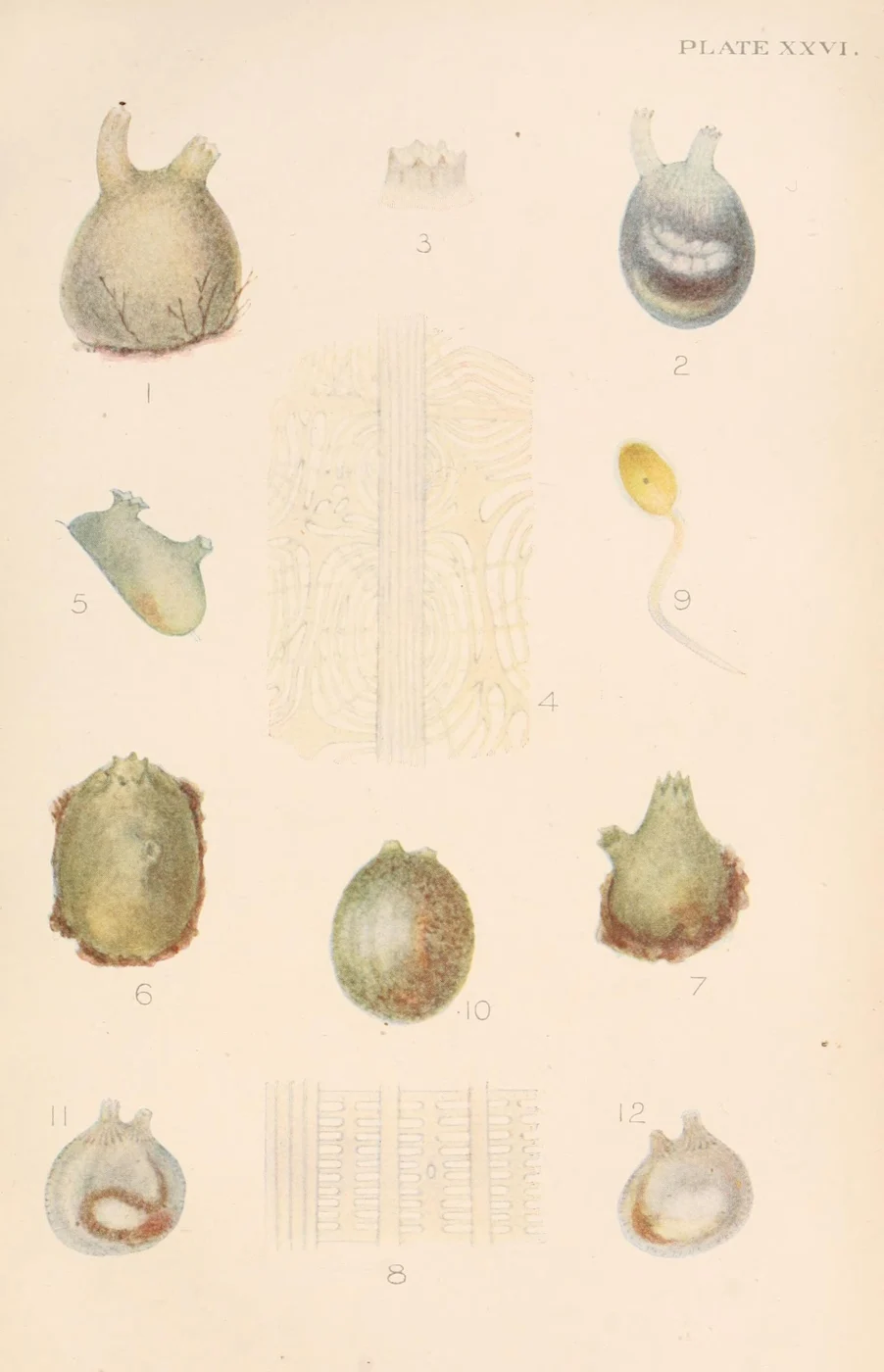 Solitary tunicate