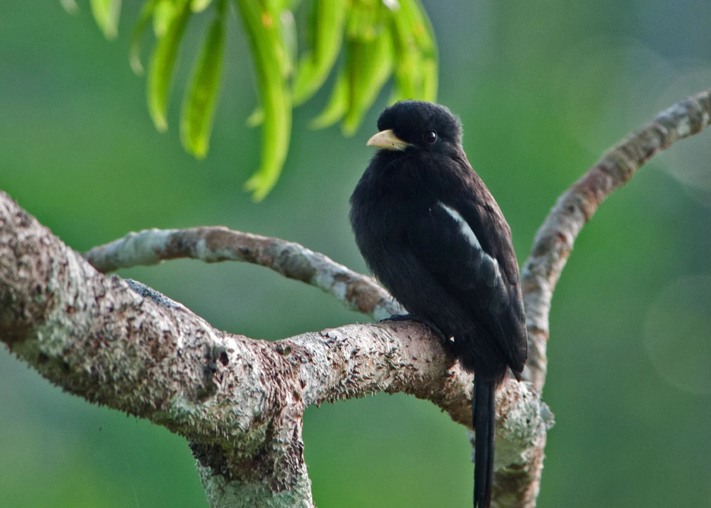 Yellow-billed Nunbird