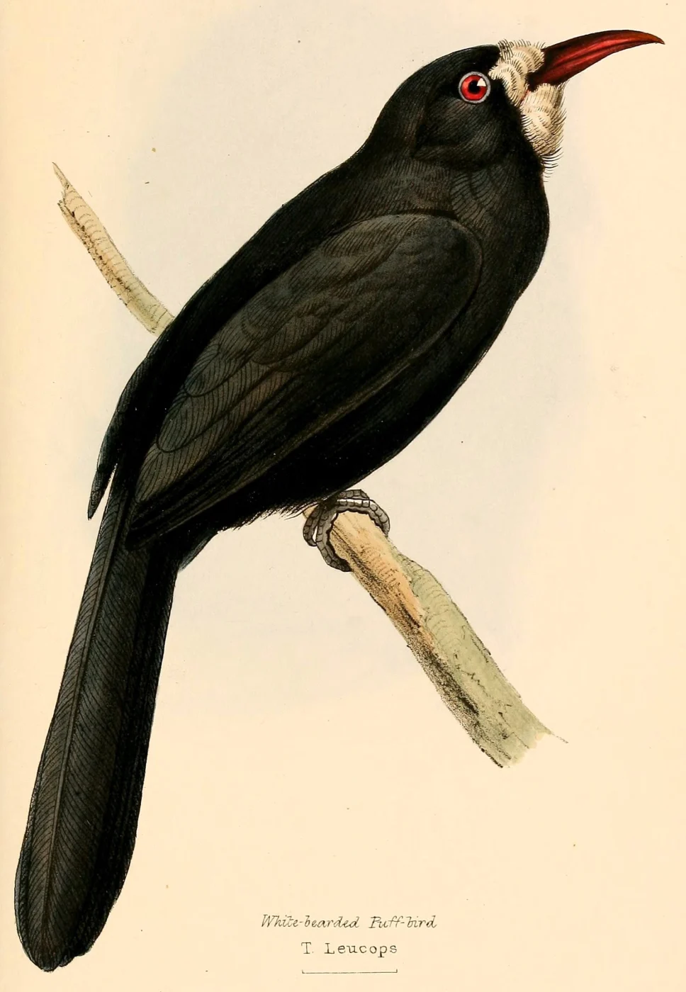 White-fronted Nunbird