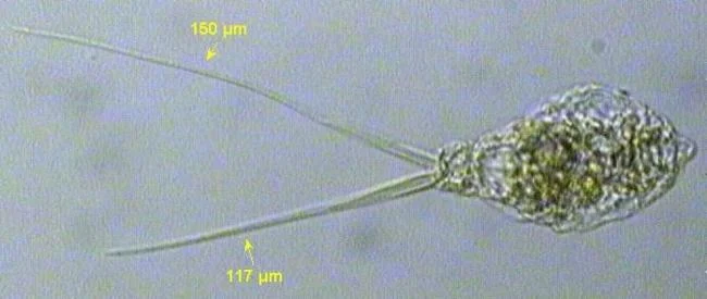 Monommata dentata