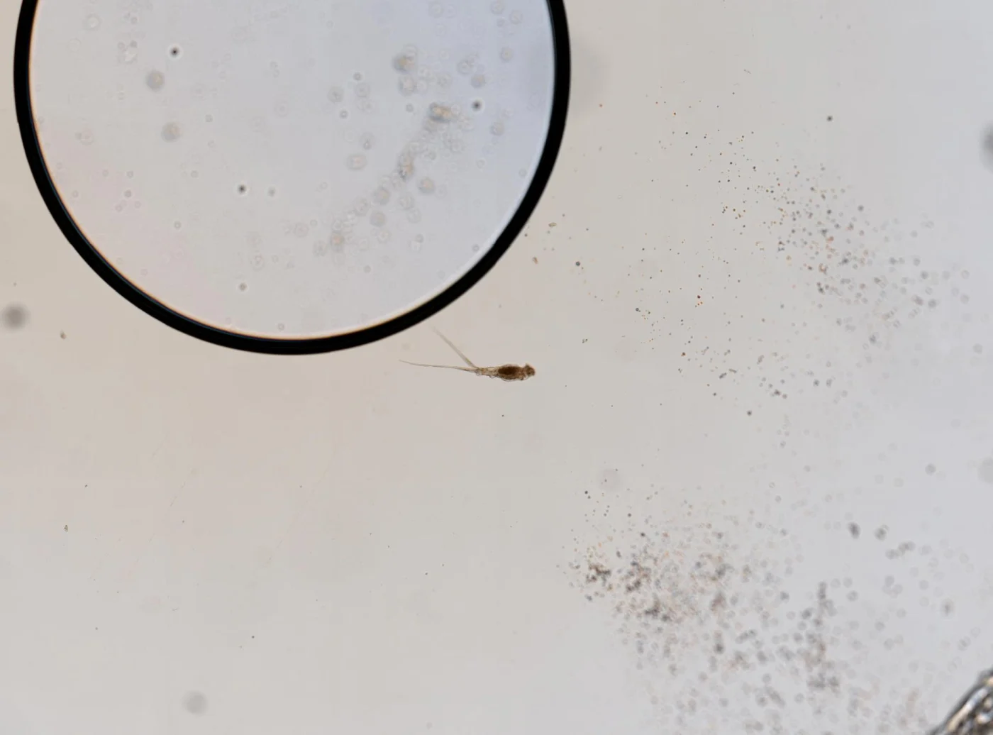 Monommata diaphora