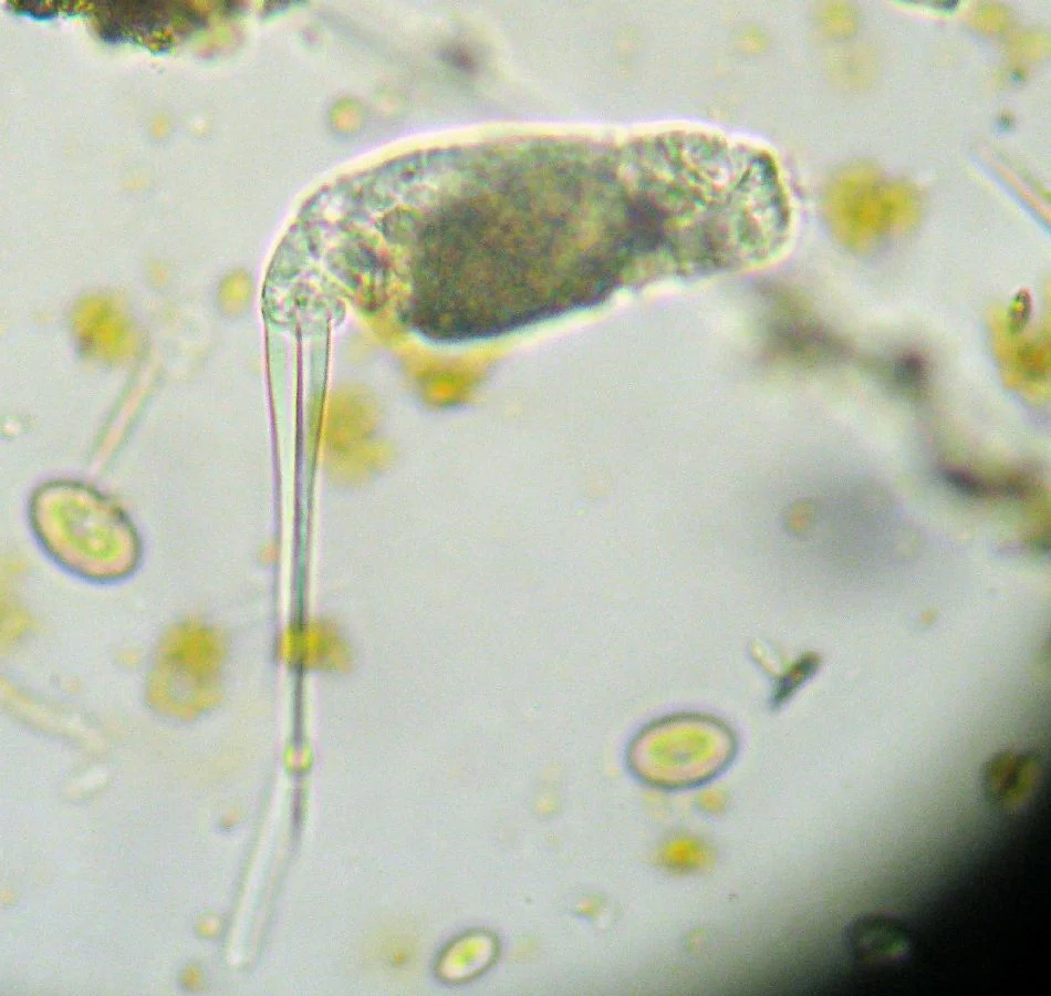 Monommata longiseta