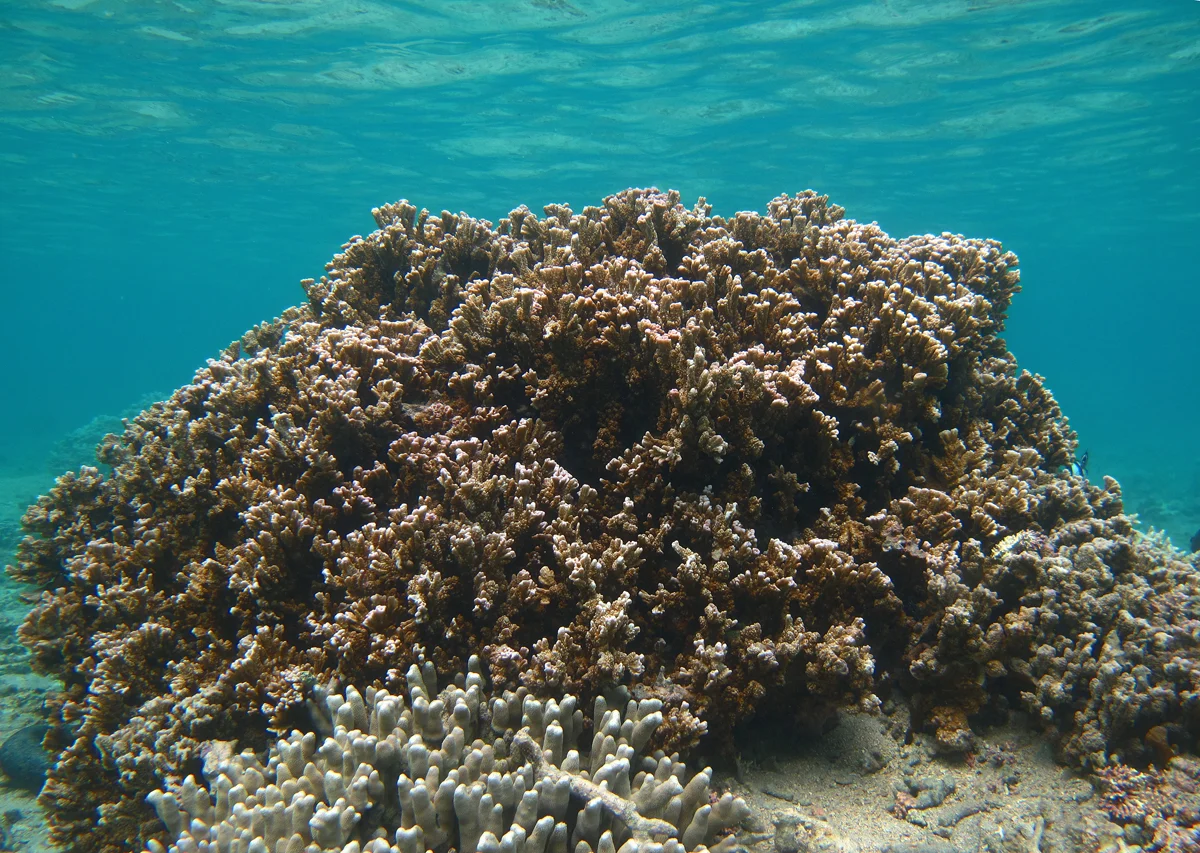 pore coral