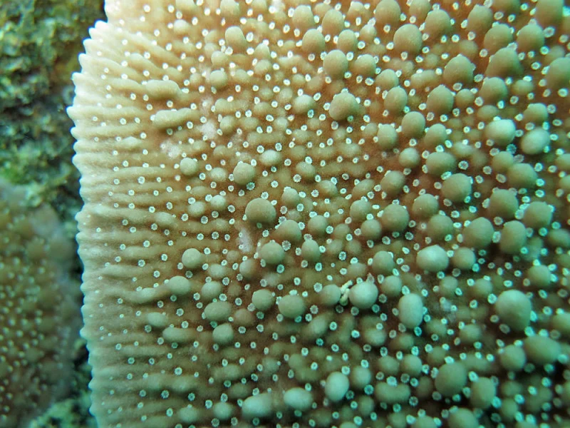 pore coral