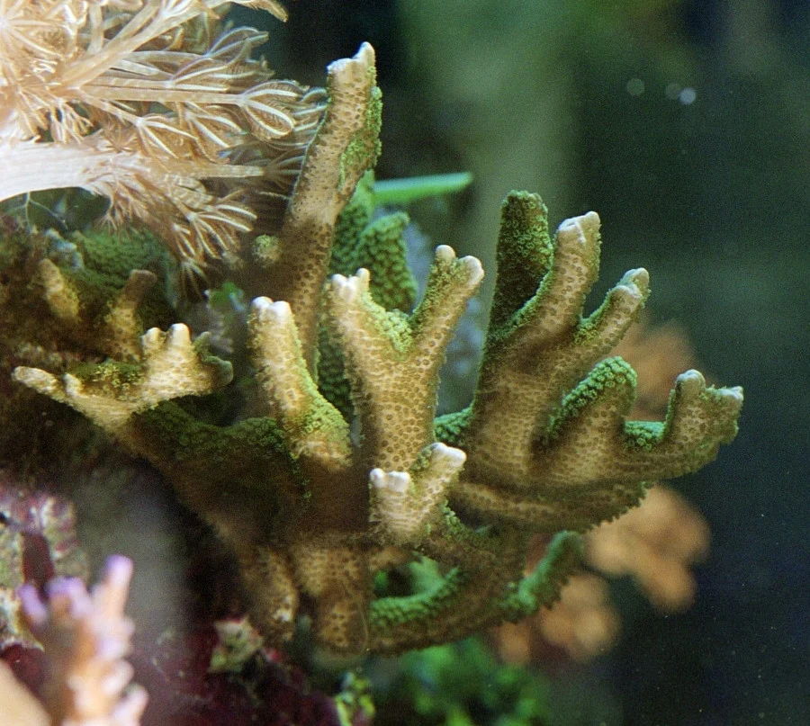 pore coral
