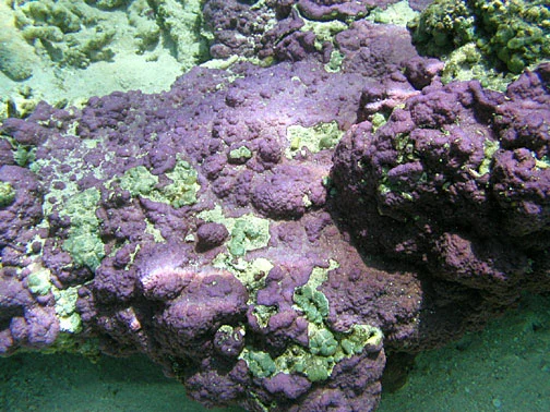 pore coral