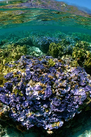 pore coral