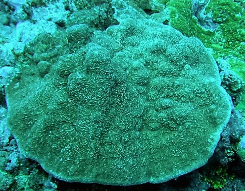 pore coral
