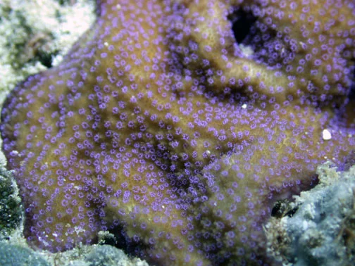 pore coral