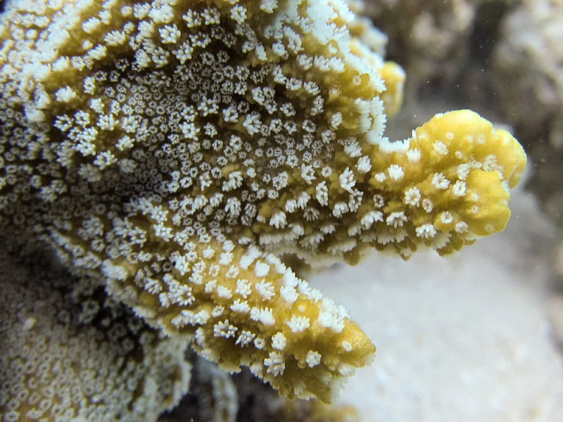 pore coral