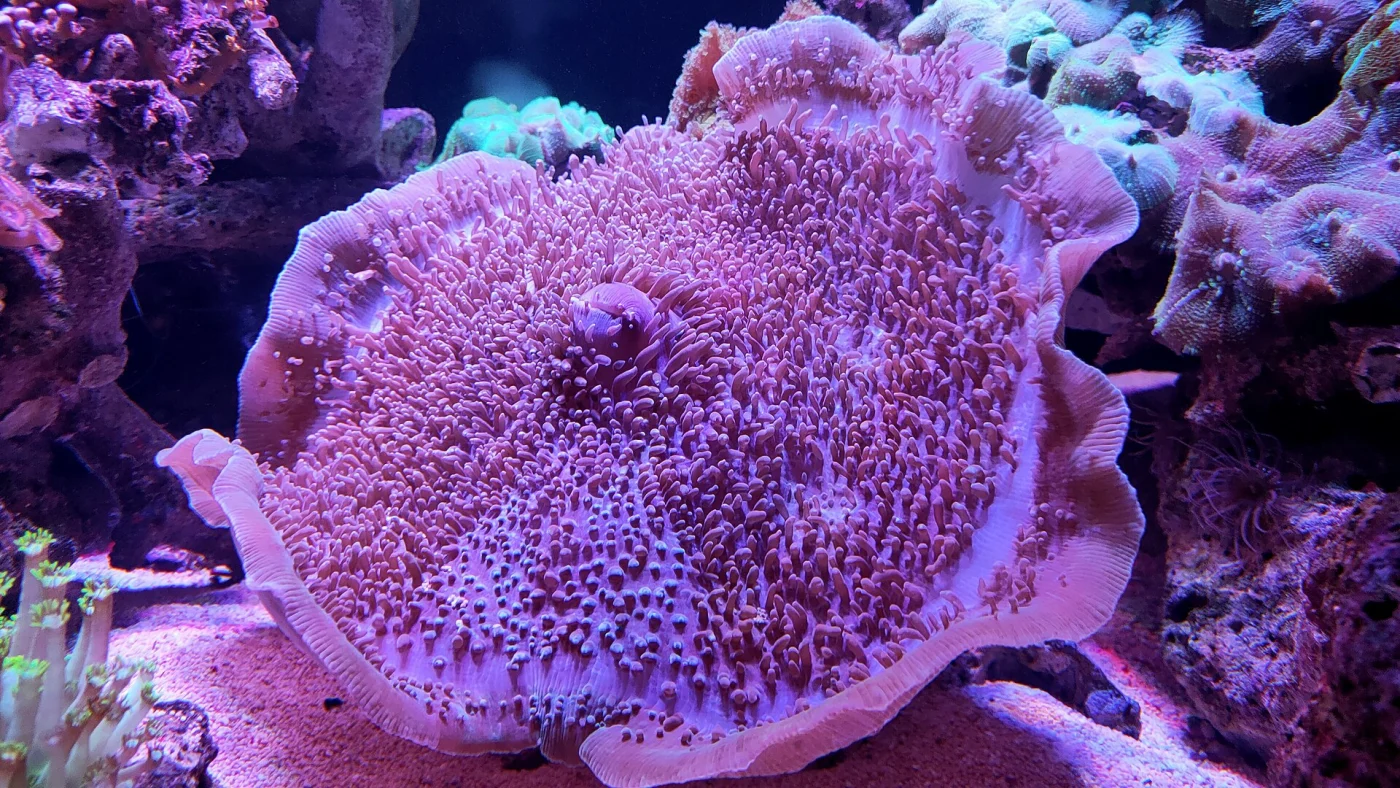pore coral