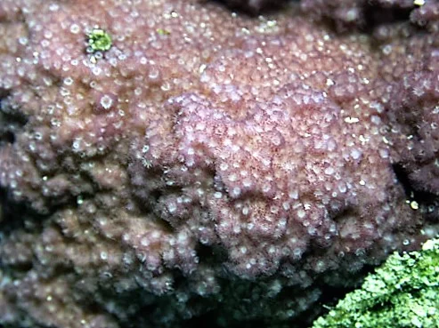 pore coral