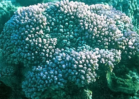 pore coral