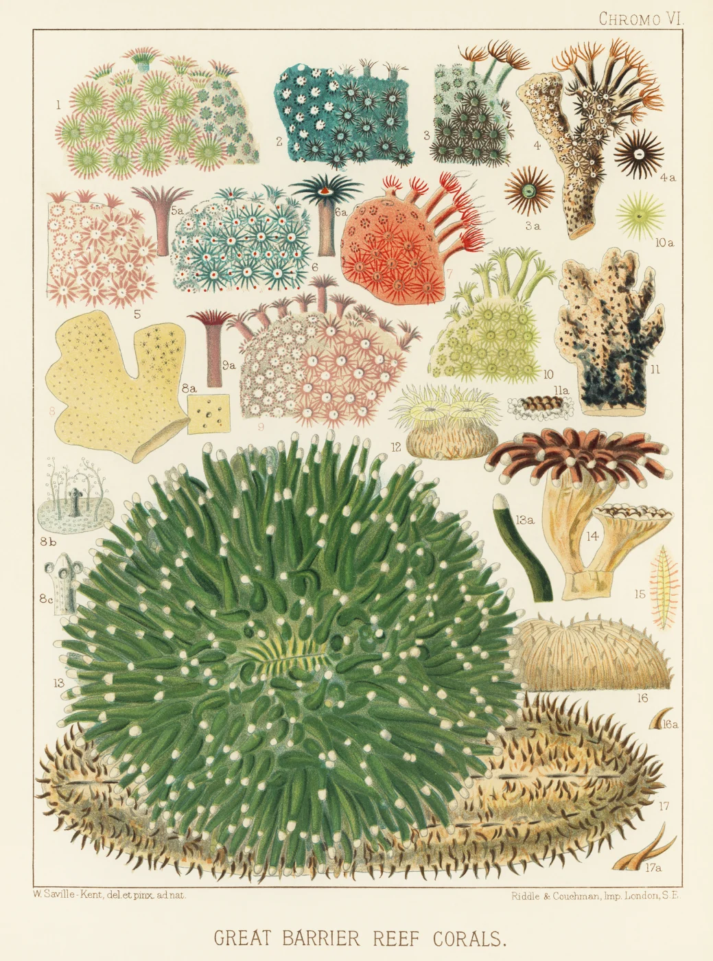 pore coral