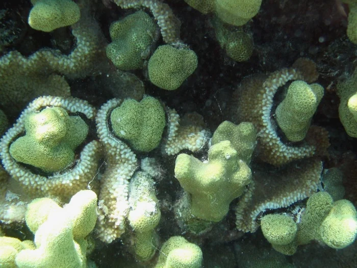 pore coral