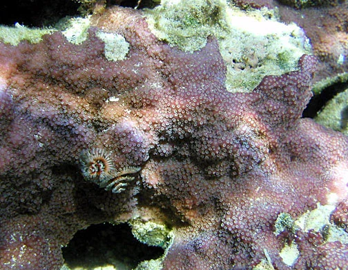 pore coral