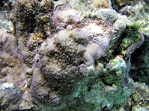pore coral