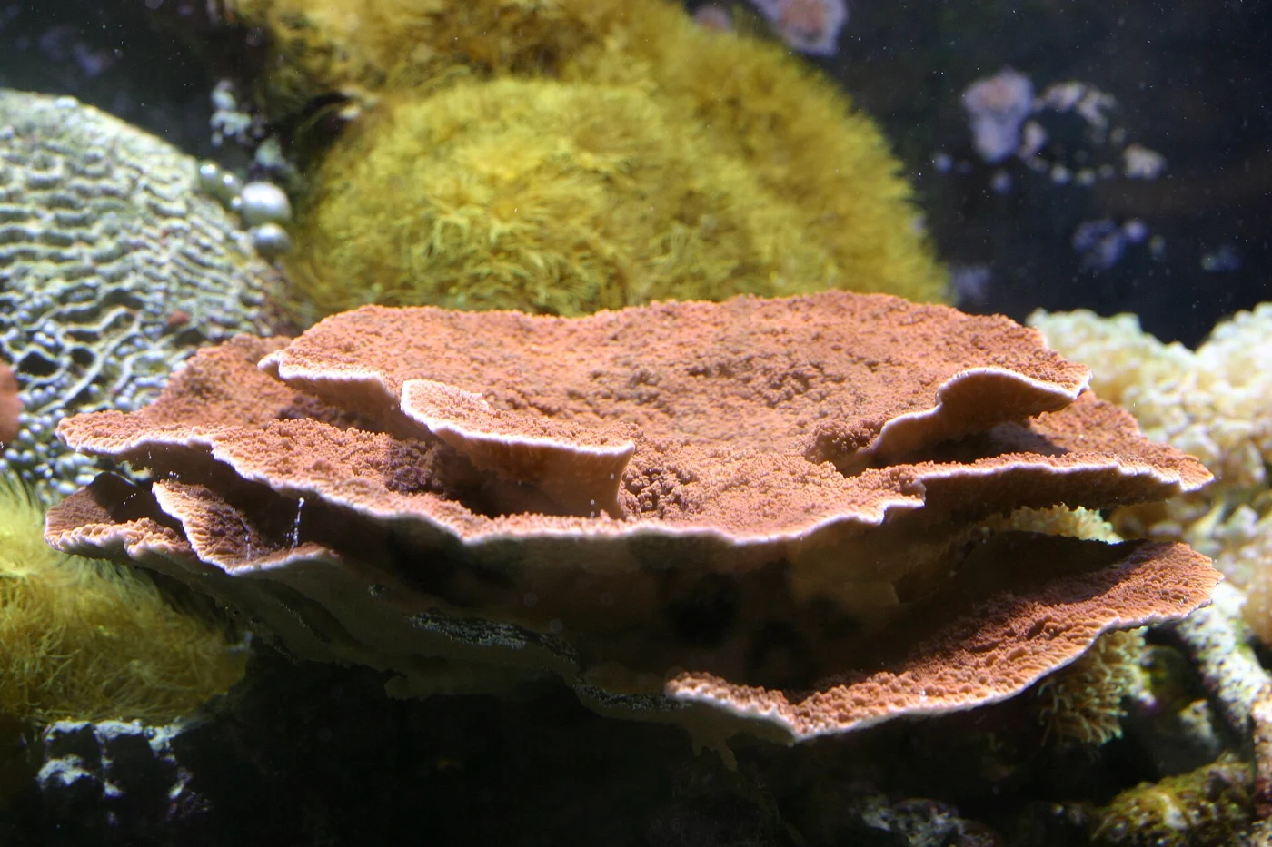 pore coral