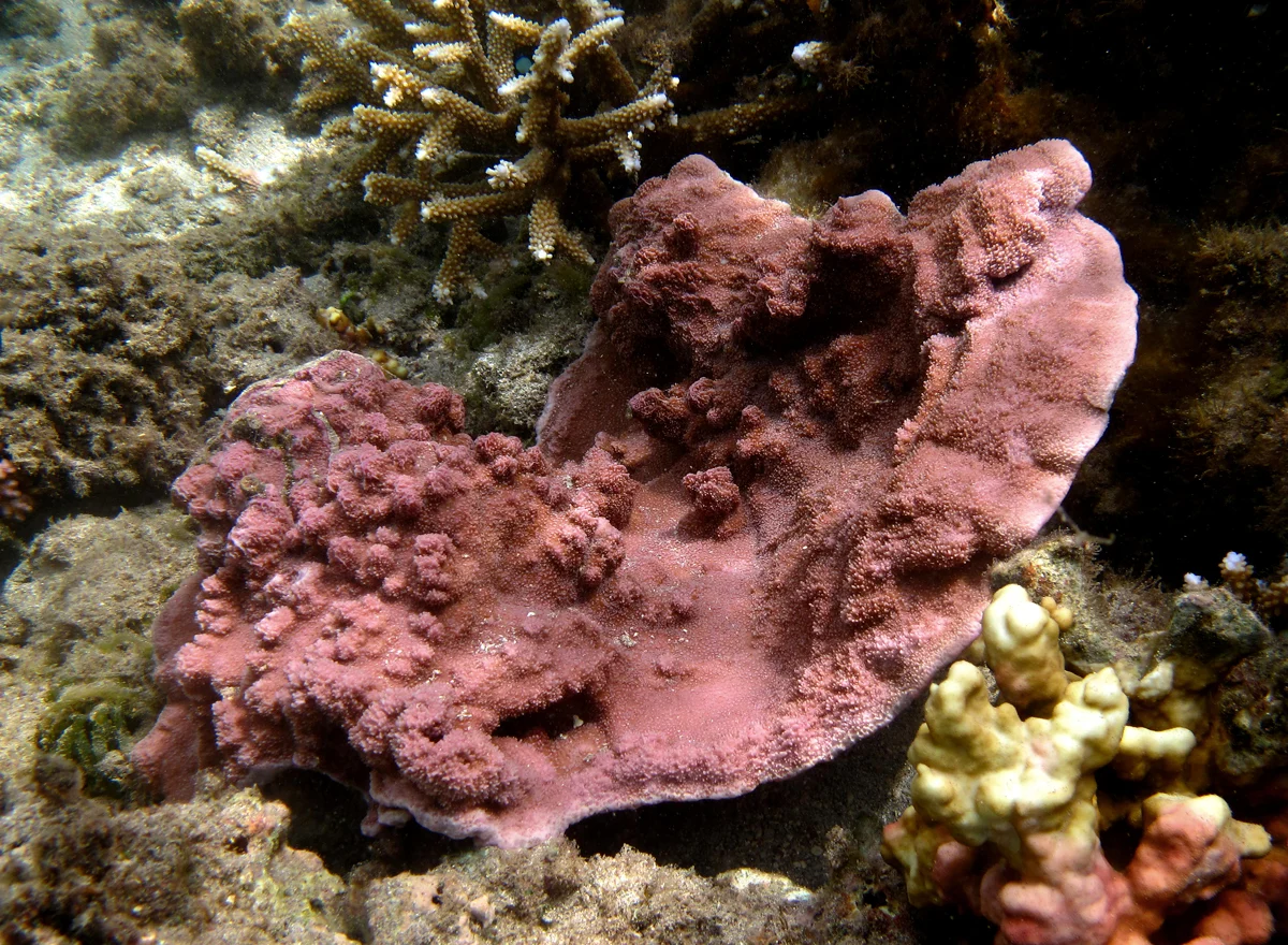 hump coral