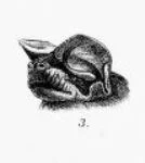 Short-winged Free-tailed Bat