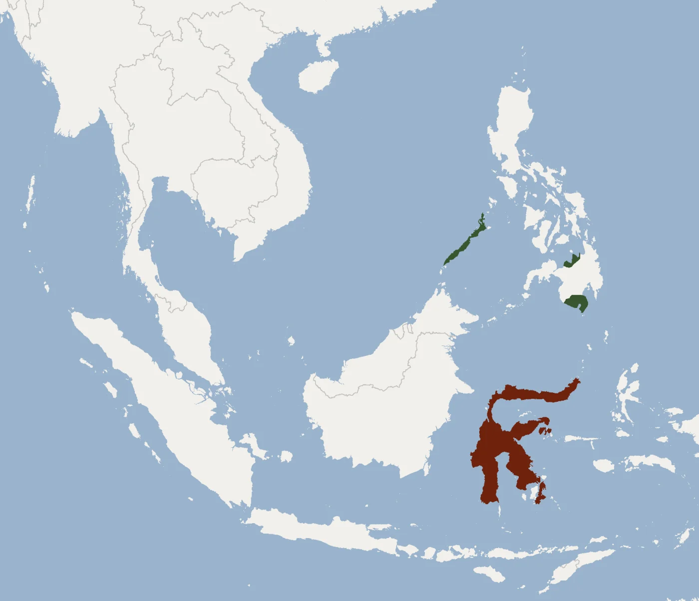 Sulawesi Free-tailed Bat