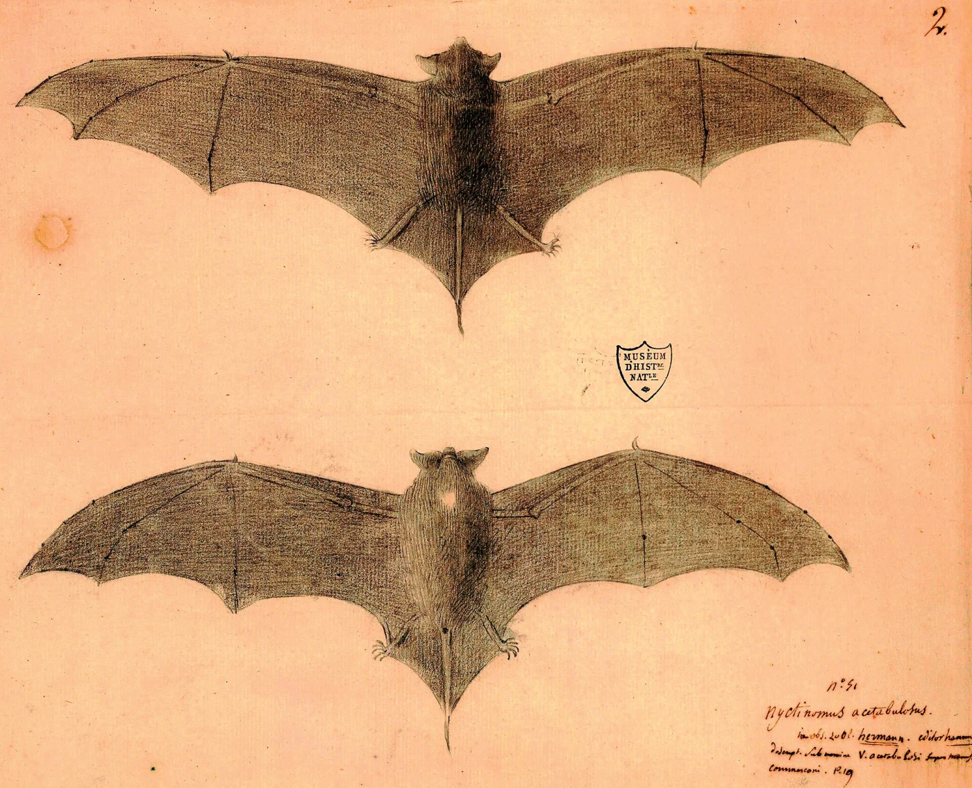 Mauritian Free-tailed Bat