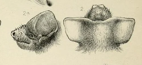 Peters' Wrinkle-lipped Bat