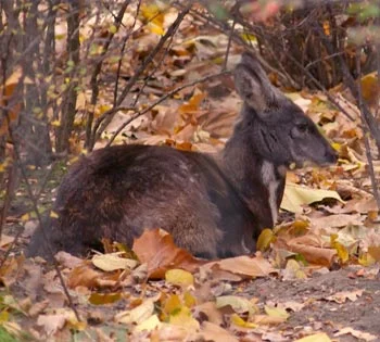musk deer