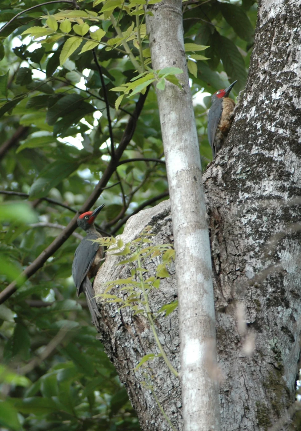 Ashy Woodpecker