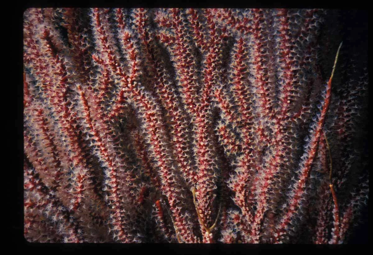 brown gorgonian