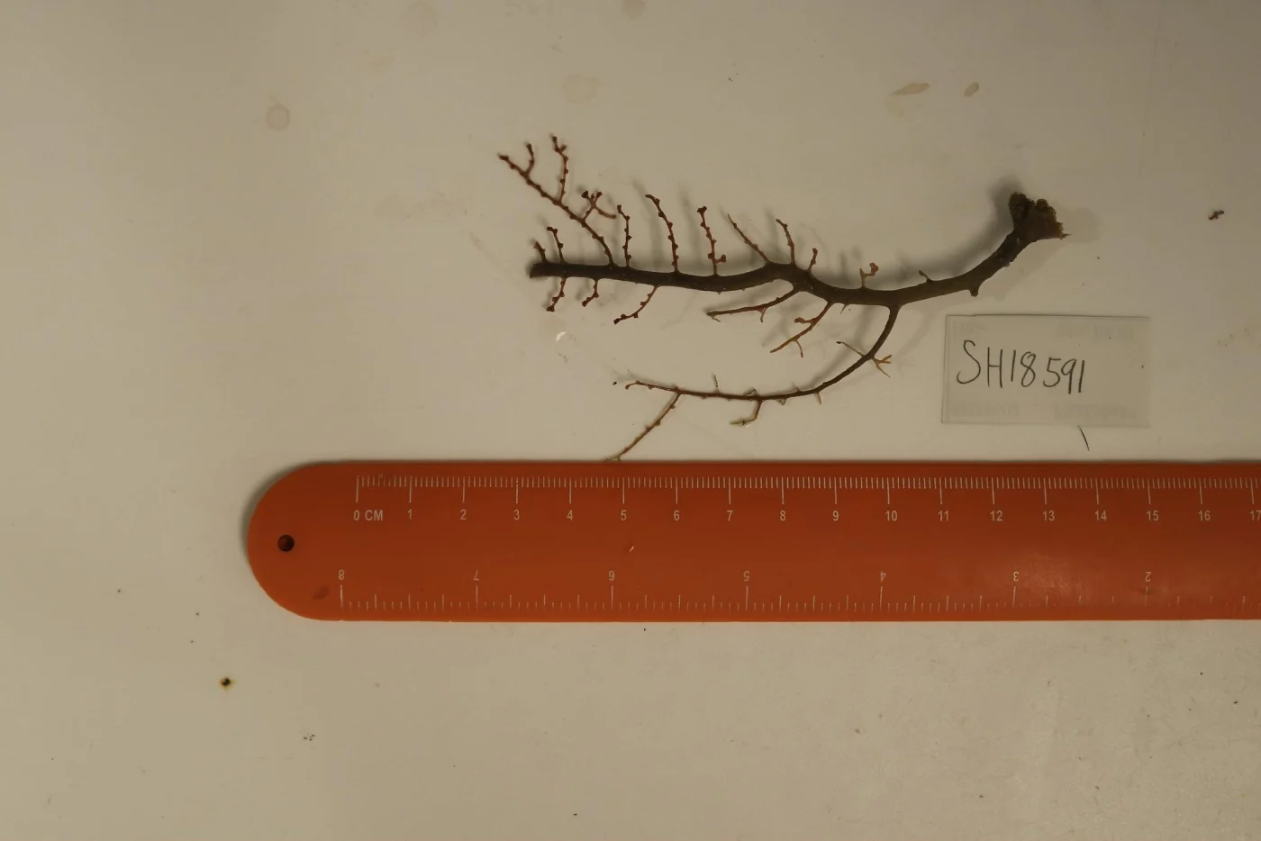 pinnate spiny sea fan