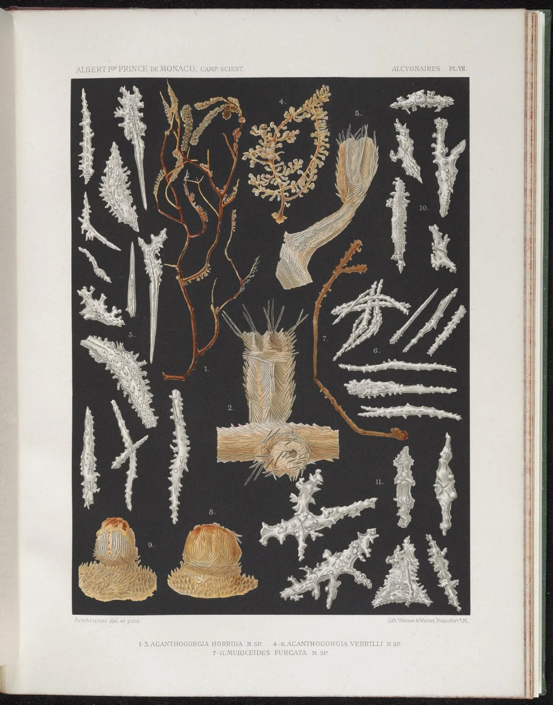 graduated sea fan coral