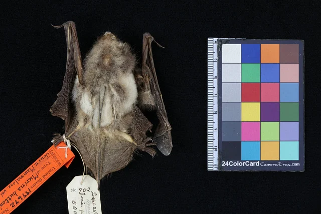 Dusky Tube-nosed Bat