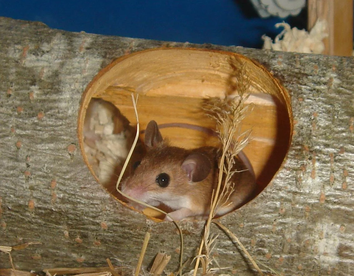 Subsaharan Pygmy Mouse