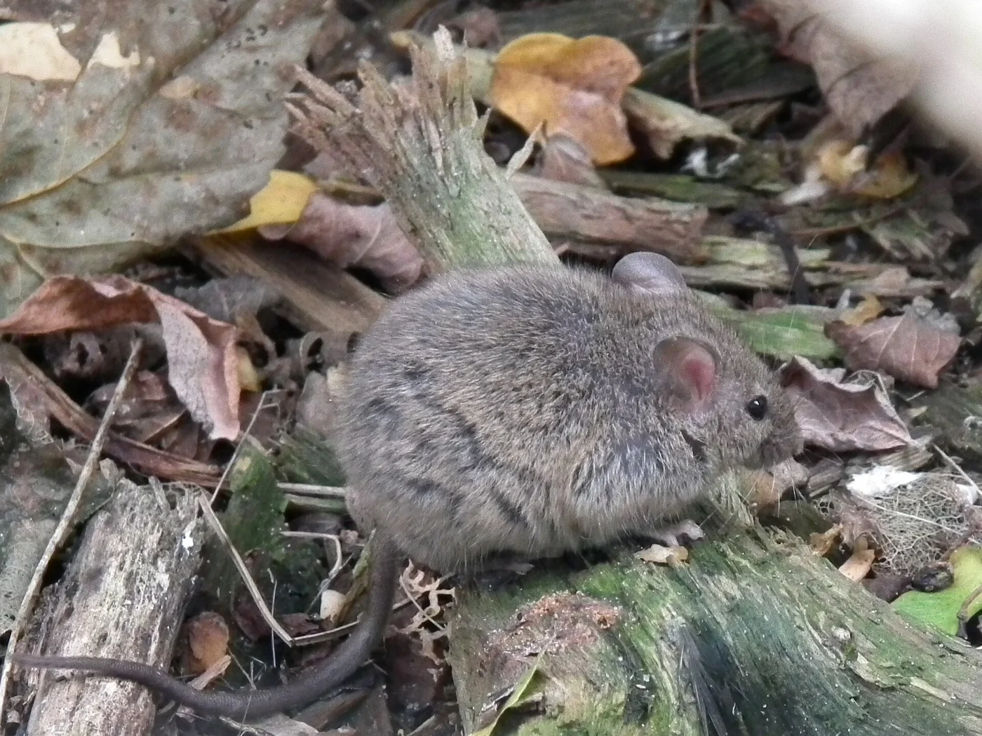 Oubangui Mouse