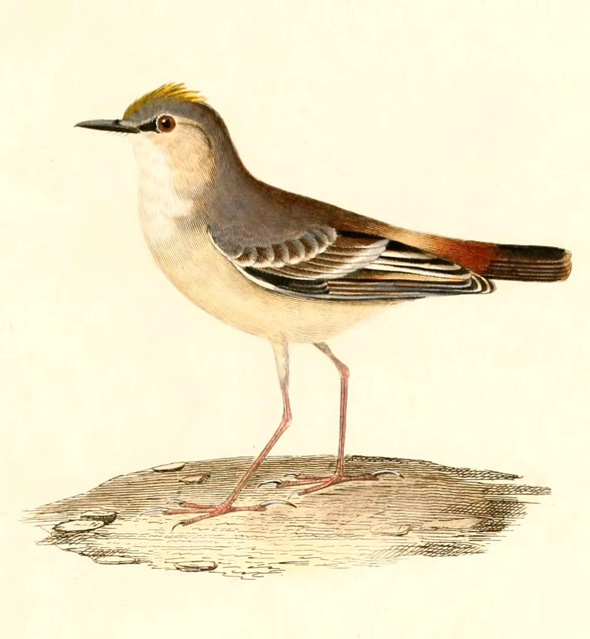 Short-tailed Field Tyrant