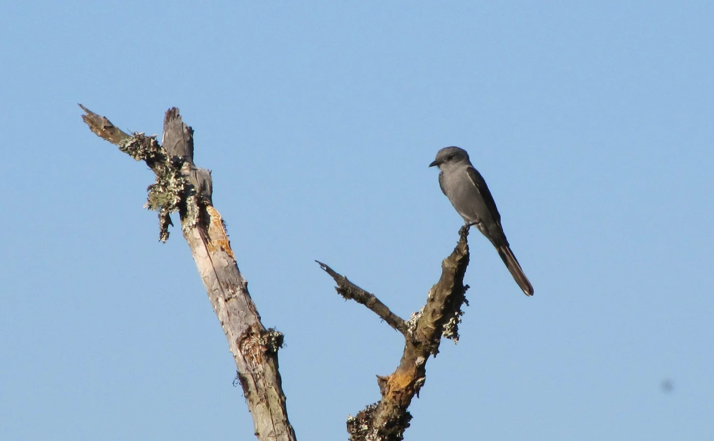 Shear-tailed Gray Tyrant